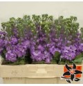 ΒΙΟΛΑ ΛΙΛΑ....-MATTHIOLA    LAVENDER